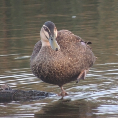 Anas superciliosa (Pacific Black Duck) at Tuggeranong Creek to Monash Grassland - 4 Mar 2021 by michaelb