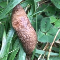 Deroceras reticulatum (Grey Field Slug) at Lyneham, ACT - 19 May 2021 by Ned_Johnston