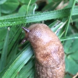 Deroceras reticulatum at Lyneham, ACT - 19 May 2021 10:20 AM