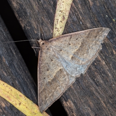 Epidesmia tryxaria (Neat Epidesmia) at Melba, ACT - 3 Dec 2020 by Bron