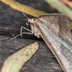 Epidesmia tryxaria at Melba, ACT - 3 Dec 2020