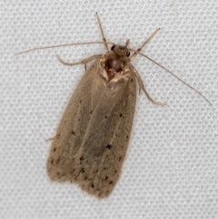 Chezala privatella (A Concealer moth) at Melba, ACT - 3 Dec 2020 by Bron