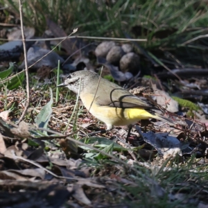 Acanthiza chrysorrhoa at Majura, ACT - 13 May 2021