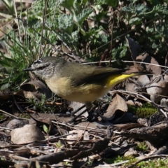 Acanthiza chrysorrhoa at Majura, ACT - 13 May 2021