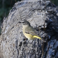 Acanthiza chrysorrhoa at Majura, ACT - 13 May 2021