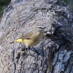 Acanthiza chrysorrhoa at Majura, ACT - 13 May 2021