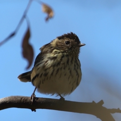 Pyrrholaemus sagittatus (Speckled Warbler) at Majura, ACT - 13 May 2021 by jbromilow50