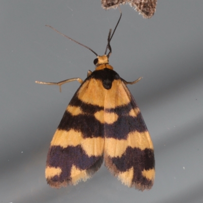 Thallarcha partita (Dark-banded Footman) at Ainslie, ACT - 13 May 2021 by jb2602