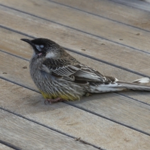 Anthochaera carunculata at Ainslie, ACT - 17 May 2021