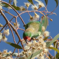 Parvipsitta pusilla (Little Lorikeet) at Hackett, ACT - 19 May 2021 by Roger