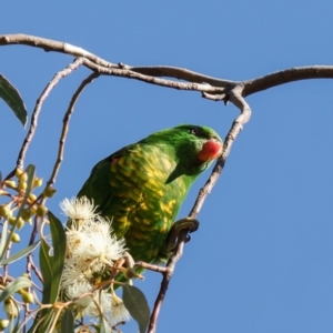 Trichoglossus chlorolepidotus at Hackett, ACT - 19 May 2021 01:58 PM