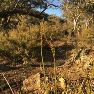 Lepidosperma laterale at Kowen, ACT - 18 May 2021