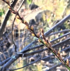 Lepidosperma laterale at Kowen, ACT - 18 May 2021 04:24 PM