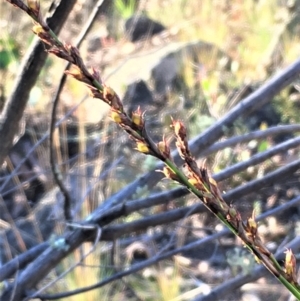 Lepidosperma laterale at Kowen, ACT - 18 May 2021