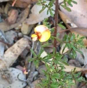 Pultenaea microphylla at Kowen, ACT - 18 May 2021 04:07 PM