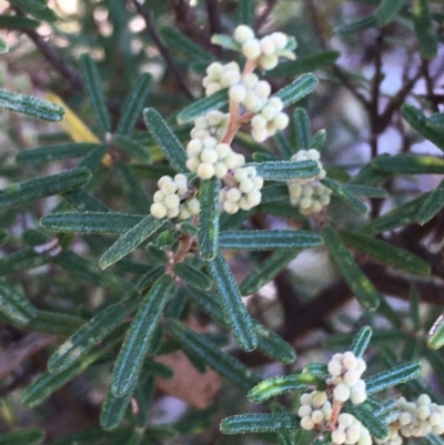 Pomaderris angustifolia (Pomaderris) at Kowen, ACT - 18 May 2021 by JaneR