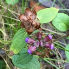 Prunella vulgaris (Self-heal, Heal All) at Kowen, ACT - 18 May 2021 by JaneR