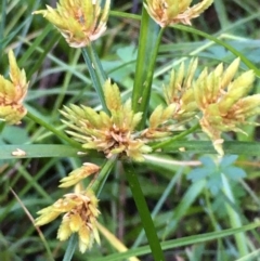 Cyperus eragrostis (Umbrella Sedge) at Kowen, ACT - 18 May 2021 by JaneR