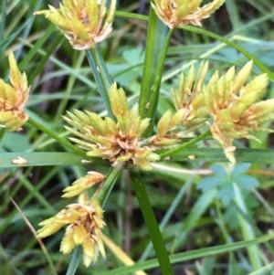 Cyperus eragrostis at Kowen, ACT - 18 May 2021