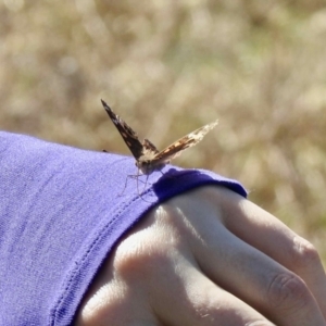 Junonia villida at Rendezvous Creek, ACT - 19 May 2021