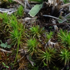 Polytrichaceae at Reidsdale, NSW - 29 Mar 2021