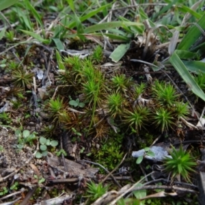 Polytrichaceae at Reidsdale, NSW - 29 Mar 2021