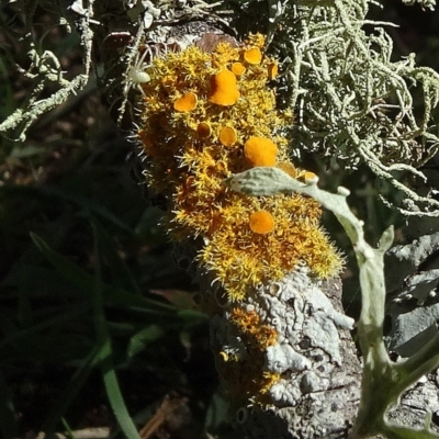 Teloschistes sp. (genus) (A lichen) at Majors Creek, NSW - 29 Mar 2021 by JanetRussell