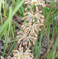 Lomandra multiflora (Many-flowered Matrush) at Cook, ACT - 15 Oct 2020 by drakes