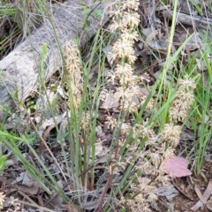 Lomandra multiflora at Cook, ACT - 16 Oct 2020