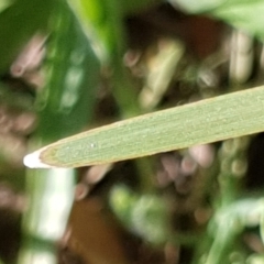 Lomandra multiflora at Cook, ACT - 26 Nov 2020 09:00 AM