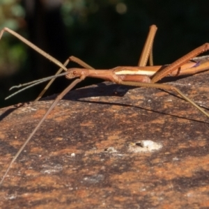 Didymuria violescens at Tennent, ACT - 18 May 2021