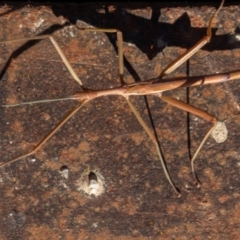 Didymuria violescens at Tennent, ACT - 18 May 2021