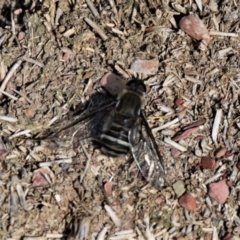 Villa sp. (genus) (Unidentified Villa bee fly) at Forde, ACT - 17 Apr 2021 by HarveyPerkins