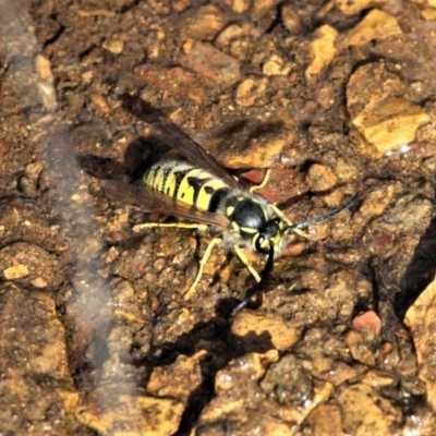 Vespula germanica (German Yellowjacket Wasp (also known as European Wasp)) at Forde, ACT - 17 Apr 2021 by HarveyPerkins