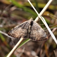 Chrysolarentia mecynata (Mecynata Carpet Moth) at Forde, ACT - 17 Apr 2021 by HarveyPerkins