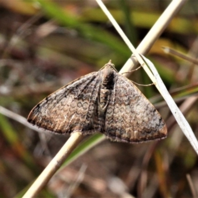 Chrysolarentia mecynata (Mecynata Carpet Moth) at Forde, ACT - 17 Apr 2021 by HarveyPerkins