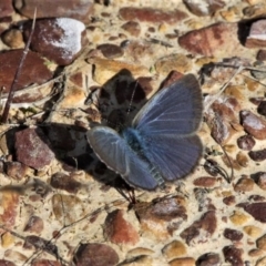 Zizina otis (Common Grass-Blue) at Forde, ACT - 17 Apr 2021 by HarveyPerkins