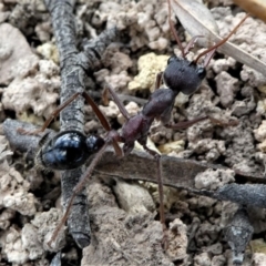 Myrmecia simillima (A Bull Ant) at Forde, ACT - 17 Apr 2021 by HarveyPerkins