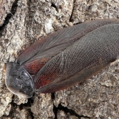 Laxta granicollis (Common bark or trilobite cockroach) at Forde, ACT - 17 Apr 2021 by HarveyPerkins