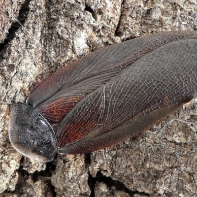 Laxta granicollis (Common bark or trilobite cockroach) at Forde, ACT - 17 Apr 2021 by HarveyPerkins