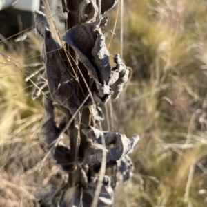 Verbascum thapsus subsp. thapsus at Bungendore, NSW - suppressed