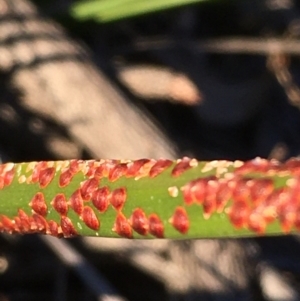 Coccoidea (superfamily) at Kowen, ACT - 18 May 2021