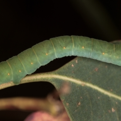 Geometridae (family) IMMATURE (Unidentified IMMATURE Geometer moths) at Bruce, ACT - 2 Dec 2020 by Bron