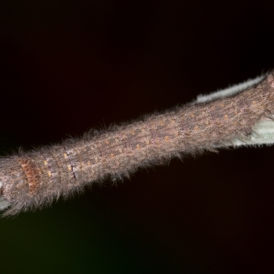 Lasiocampidae (family) immature (Lappet & Snout Moths) at Bruce Ridge to Gossan Hill - 2 Dec 2020 by Bron