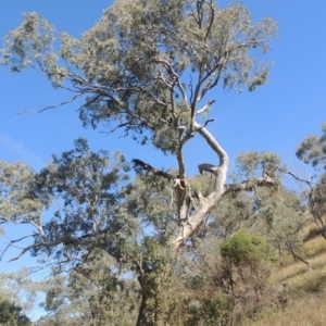 Eucalyptus melliodora at Rob Roy Range - 30 Mar 2021 05:21 PM