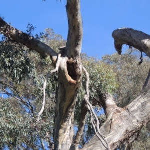 Eucalyptus melliodora at Rob Roy Range - 30 Mar 2021