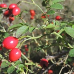 Rosa rubiginosa (Sweet Briar, Eglantine) at Rob Roy Range - 30 Mar 2021 by MichaelBedingfield
