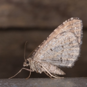 Chrysolarentia subrectaria at Melba, ACT - 19 May 2021