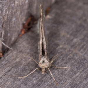 Chrysolarentia subrectaria at Melba, ACT - 19 May 2021