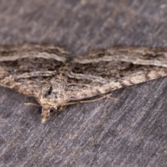 Chrysolarentia subrectaria at Melba, ACT - 19 May 2021